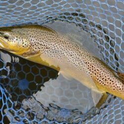 午後は絶好調！ ～岡崎トラウトポンド～